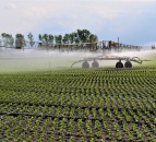 Scorching summer sunshine makes lettuce too hot to handle