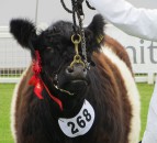 Registration figures show growing trend towards native cattle
