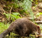 Beavers released in Forest of Dean marks first in 400 years
