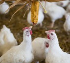 Nestle gets thumbs-up from RSPCA