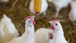 Nestle gets thumbs-up from RSPCA