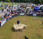 Top young shepherds prepare to compete at NSA Sheep Event 2018