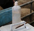 New sheep guides to focus on top ram traits 