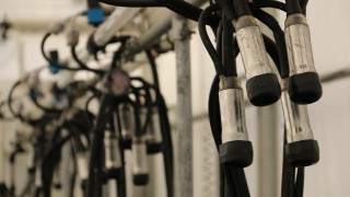 Is once-a-day milking an option in extreme weather conditions?
