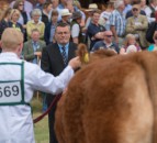Champion Limousin manages Interbreed Reserve at Great Yorkshire Show