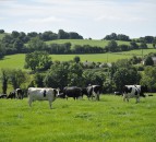 GDT takes nosedive in latest auction