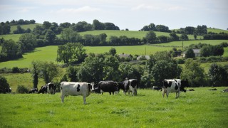 GDT takes nosedive in latest auction