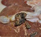 Farmers advised to stay vigilant on liver fluke