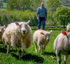 Tesco launches cost of production contracts for its 160 British lamb farmers