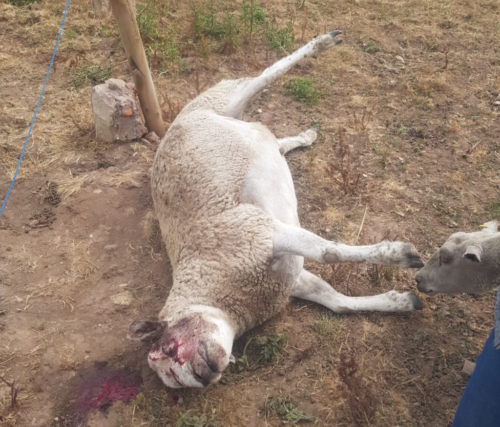 sheep