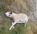 Colton family's pet ram killed in the field