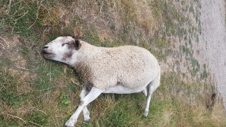 Colton family’s pet ram killed in the field