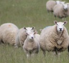 Texels could provide tremendous potential for post-Brexit profitability