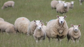 Texels could provide tremendous potential for post-Brexit profitability
