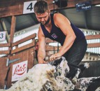 New national competition shows even the best can improve their sheep shearing skills
