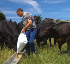 1,600 farmers set to benefit from new multi-million pound beef deal