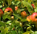 Producers band together to call for protection for Devon Cider name