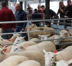 New record price achieved at Bank Farm Lleyn on-farm ram sale