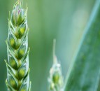How agronomists are helping water companies plan ahead