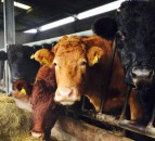 FUW calls on UK and Welsh Governments to act now as fodder shortages loom