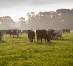 Post-drought grass patience could pay longer term dividends