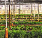 £1.2 million research project to breed disease and weather resilient crops