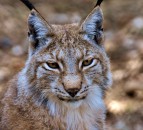 Potential impact of lynx reintroduction is 'wide and far reaching' - NSA
