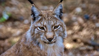 NSA highlights the risk of reintroducing lynx into the UK