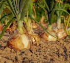 Feeding Britain: Report says food regulations could be suspended in event of no deal