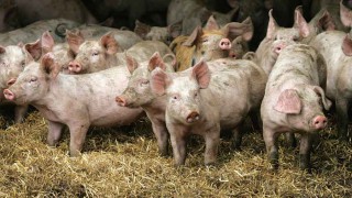 EU set to ban ‘routine use’ of medicated livestock feed
