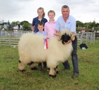 New sheep breed makes its competitive debut at Omagh Show