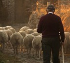 Welsh farmers to be paid £1,000 to complete benchmarking