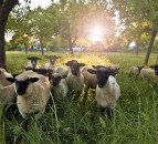 SCOPS launches Code of Practice to ensure safe and effective sheep dipping