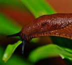 High-tech imaging aims to provide 'precision slug-control strategies'