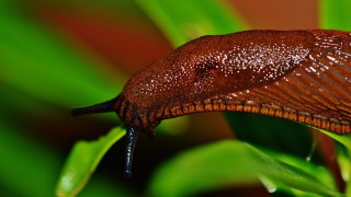 High-tech imaging aims to provide ‘precision slug-control strategies’