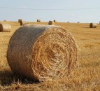 AHDB launches one-stop guide to straw bedding alternatives