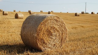 AHDB launches one-stop guide to straw bedding alternatives