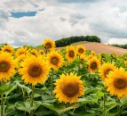 Public urged to 'Plant For Our Planet' with launch of new campaign