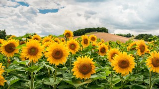 Wild Wales Seeds celebrates its first anniversary following successful lockdown launch