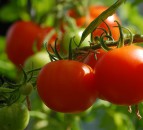 Developing countries edging ahead of UK on organic agriculture