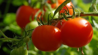 UK growers urged to be on lookout for new tomato virus
