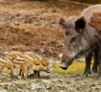 Researchers make breakthrough in controlling African Swine Fever in wild boars