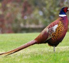 Board to end pheasant shoots on Welsh Government land
