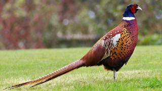 Wales: Two bird flu cases confirmed in Powys