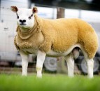 125,000gns bid takes Lanark top call as average rises 26%
