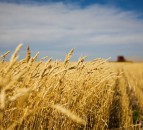 AHDB releases 2018 winter wheat harvest results