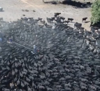 Cows flocking to water tanker highlight impact of Oz drought