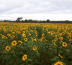 Northern Irish sunflower crop becomes surprise regional attraction