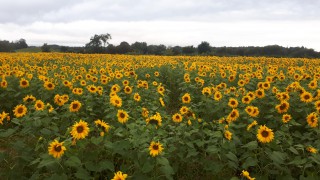 Northern Irish sunflower crop becomes surprise regional attraction