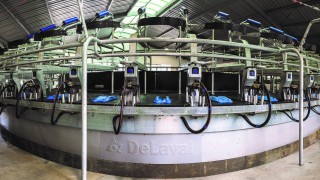 New DeLaval rotary for Irish and UK farmers